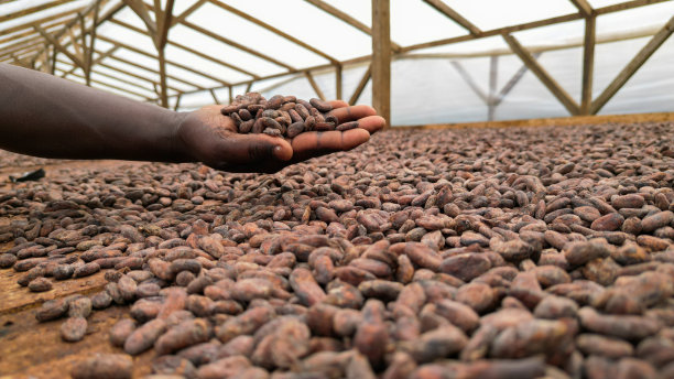 一个非洲人的手拿着可可豆图片下载