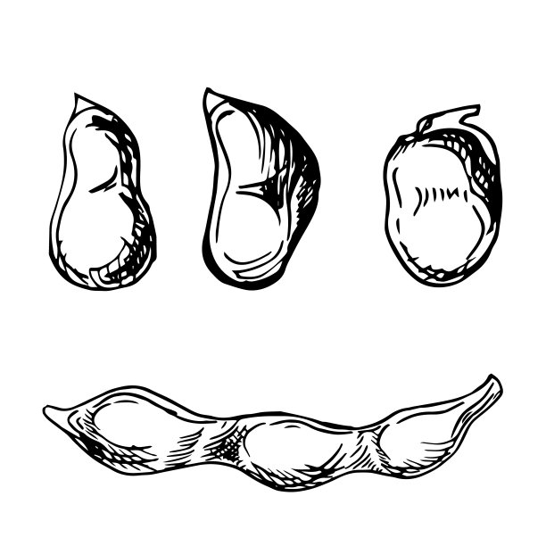 芸豆矢量插图隔离在白色。青豆豆荚水墨手绘。黄豆，红肾，黑白图。设计菜单、包装、菜肴配料、配方、标签图片下载