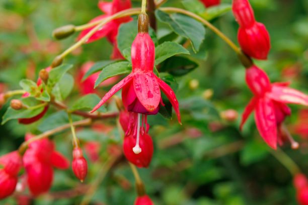 生动的图片展示了紫红色的花朵与精致的红色花朵从它的茎发芽图片下载