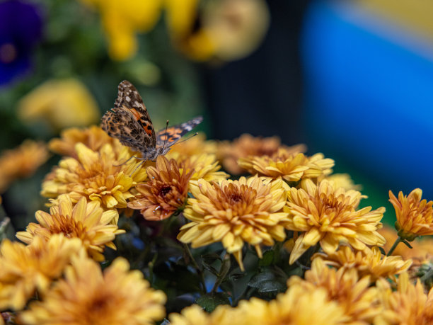 一只蝴蝶在室外的一些花上的特写照片图片下载