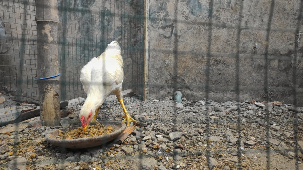 喂食时间，一只白色的公鸡在笼子里图片下载