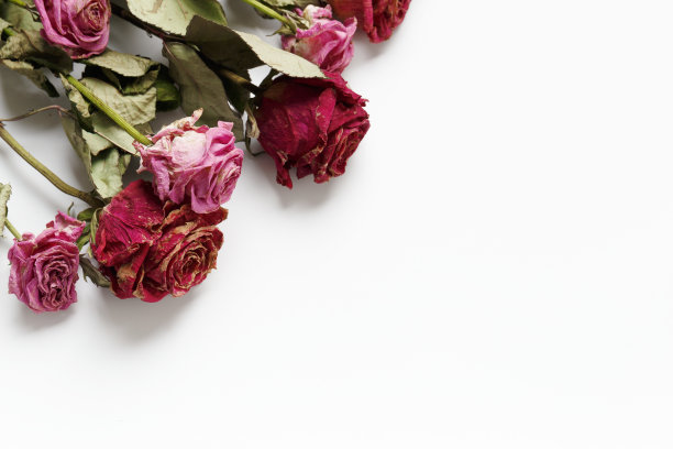 干玫瑰白色背景，俯视图，复制空间。不幸福的爱情，孤独，悲伤，年老，失落。图片下载