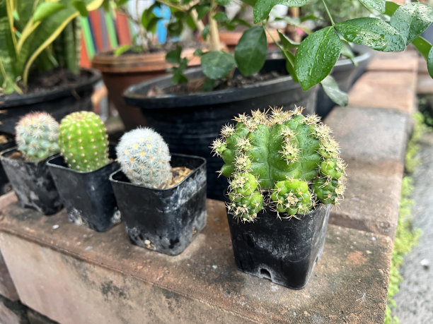 桌子上盆栽的各种仙人掌植物的照片。图片下载