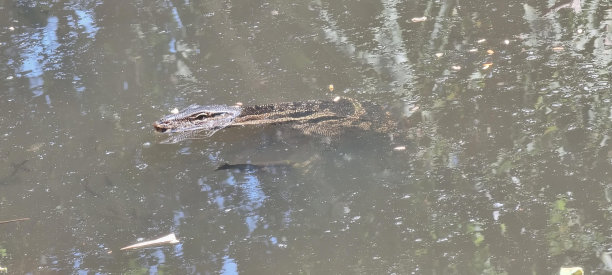 一只大鳄鱼漂浮在水面上的照片。图片下载