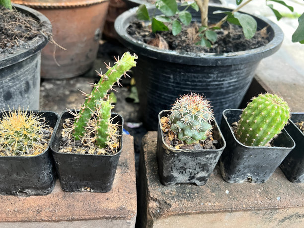 桌子上盆栽的各种仙人掌植物的照片。图片下载