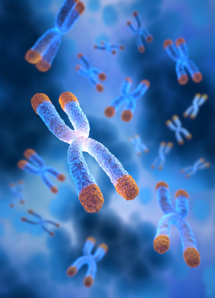 带有端粒的染色体图片下载