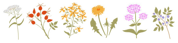 五颜六色的夏季治疗草药牛至、蓍草、蓝莓、图桑、蒲公英、图片下载