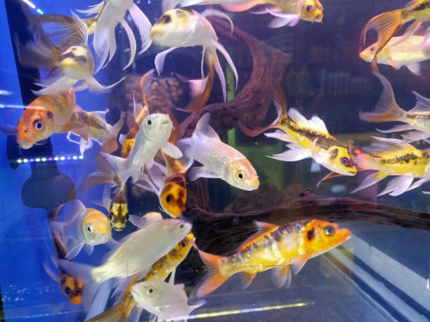 水族馆与水中的热带鱼，特写照片图片下载