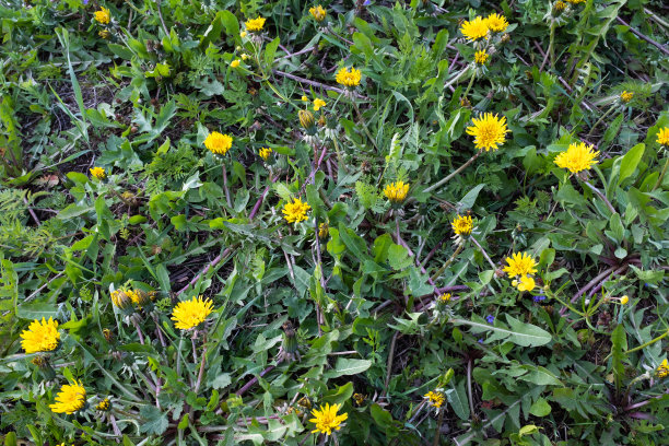 蒲公英草地，俯视图。绿色草地与黄色蒲公英出版，设计，海报，日历，邮政，屏幕保护程序，壁纸，明信片，横幅，封面，网站。高质量照片图片下载