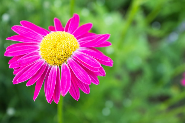 红色的甘菊花在模糊的绿色背景上。洋甘菊与粉红色的花瓣出版，海报，日历，邮政，屏幕保护程序，壁纸，明信片，横幅，封面。高质量照片图片下载