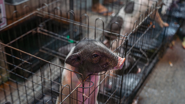 庙会的宠物店目前在卖矮猪图片下载