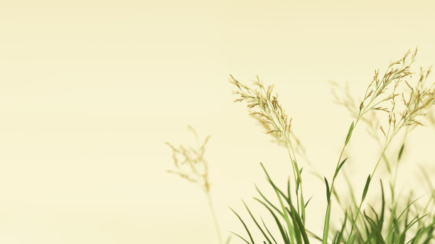 野草野花梦幻般的空气呈现背景细茎软焦点浅景深自然图片下载