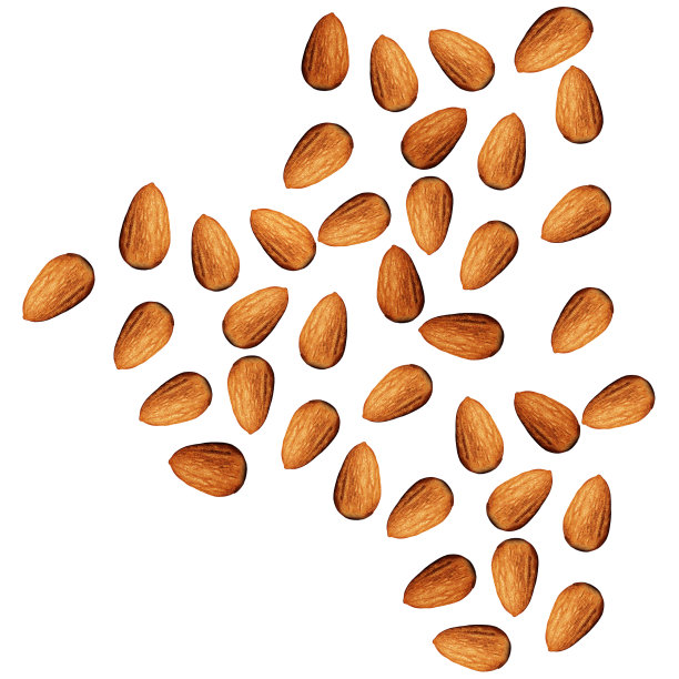 人脑模型与大脑和杏仁图片下载