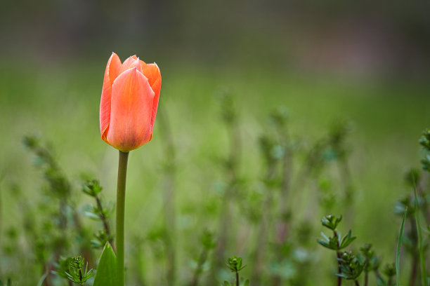 草地上的郁金香有美丽的散景。春天会来的。花的照片图片下载