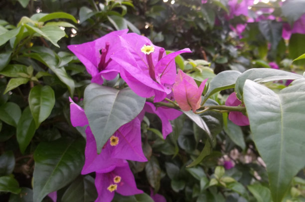 九重葛属花卉植物图片下载