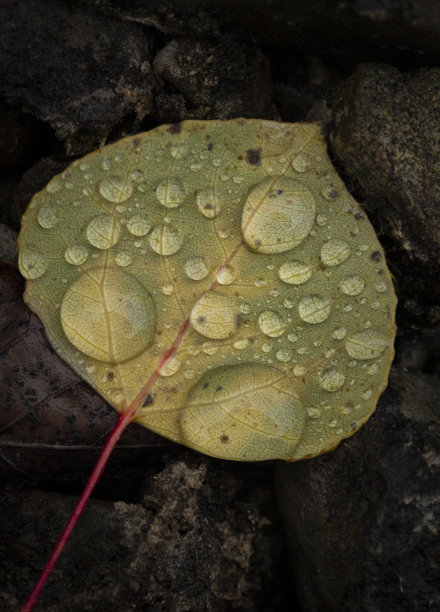 绿叶水滴的微距照片图片下载