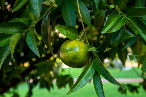 绿橘子在花园里的树上，库存照片图片下载