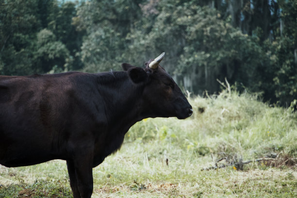 心烦意乱的农场奶牛资料照片图片下载