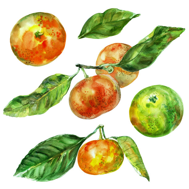 一套带叶子的橙色水果。水彩手绘元素。孤立在白色背景上。美味的水果剪贴插图。用于标签、餐巾纸、毛巾、餐具、包装等图片下载