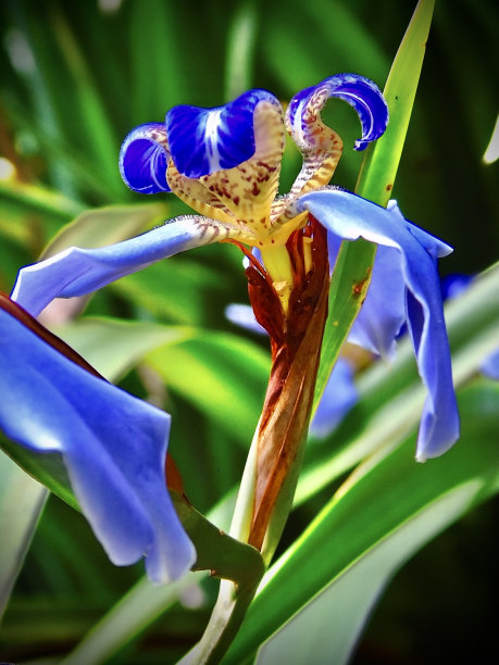 在热带岛屿o'ahu上，一种紫罗兰色和黄色的行走鸢尾花(trimezia)伸展出它充满活力的花序。图片下载