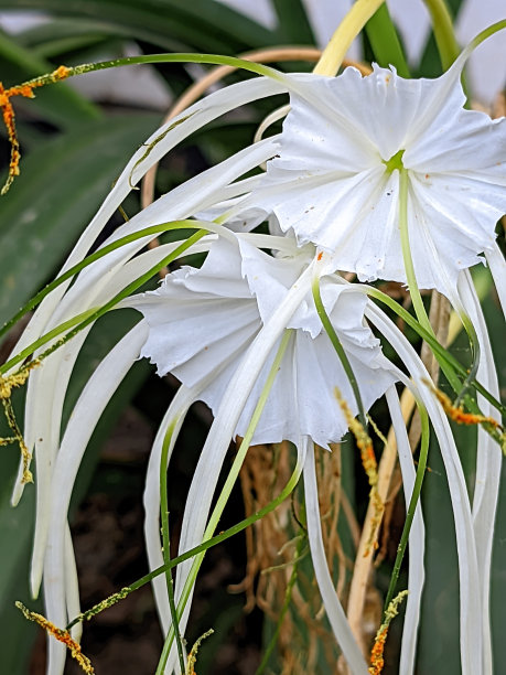 Russelia equisetiformis图片下载