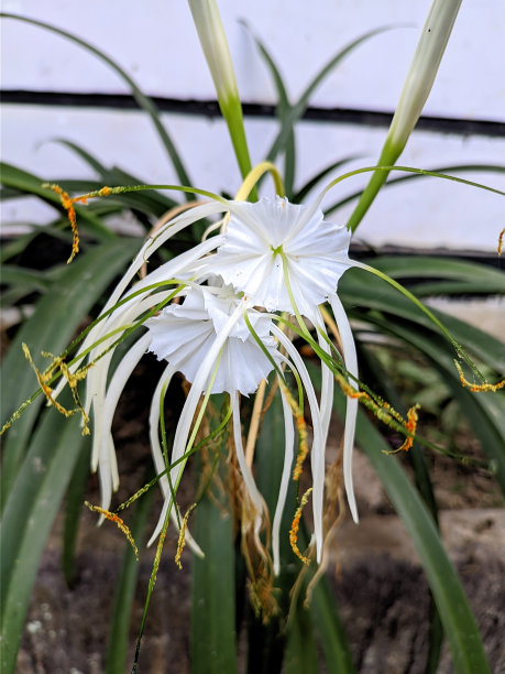 Russelia equisetiformis图片下载