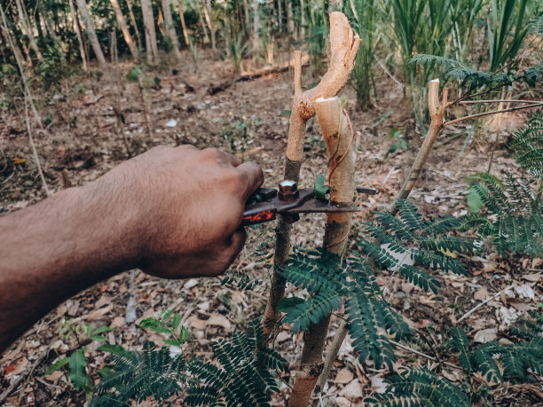 砍树枝图片下载