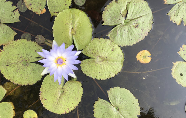 蓝色睡莲- Nymphaea nouchali var. caerulea -埃及莲花-图片图片下载