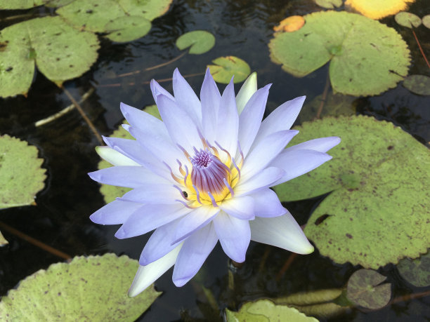 蓝色睡莲- Nymphaea nouchali var. caerulea -埃及莲花-图片图片下载