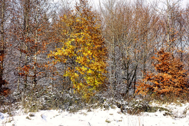 一种装饰目的的装置，比如圣诞节图片下载