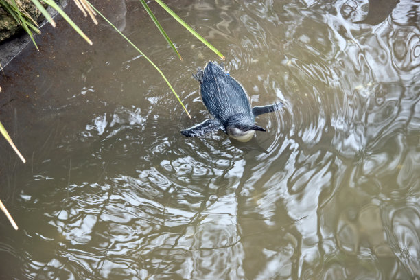 仙女或小企鹅正在海里游泳图片下载