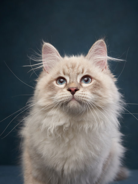 蓝色背景的西伯利亚小猫。猫工作室的广告照片。快乐的宠物图片下载