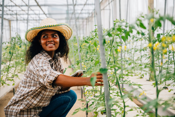 一位黑人农艺师在农场温室里愉快地检查和控制西红柿的质量图片下载