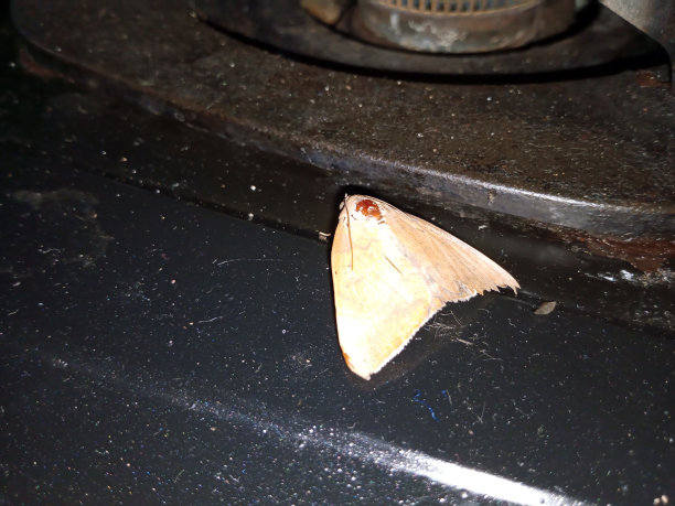 一只蝴蝶落在炉子上图片下载