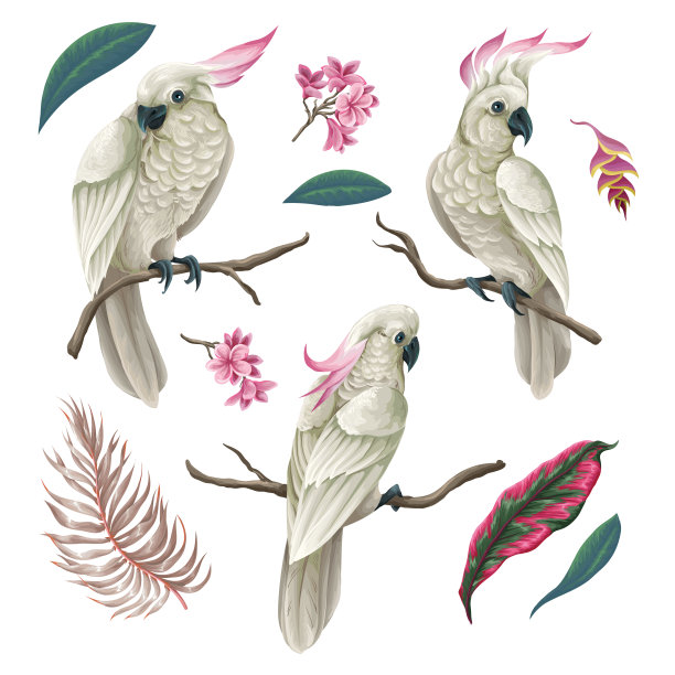 凤头鹦鹉，热带叶与花分离。向量。图片下载