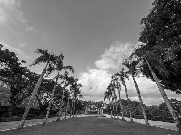 沙滩上的一排棕榈树与天空中的云的黑白照片图片下载