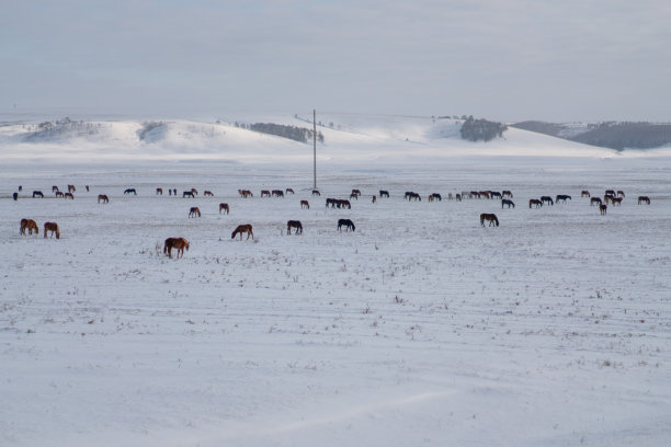 俄罗斯，一群棕色的马在雪地上。图片下载