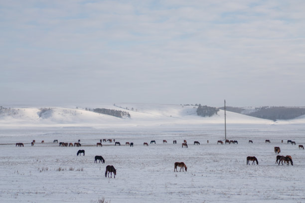 俄罗斯，一群棕色的马在雪地上。图片下载