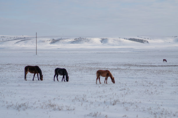 俄罗斯，一群棕色的马在雪地上。图片下载