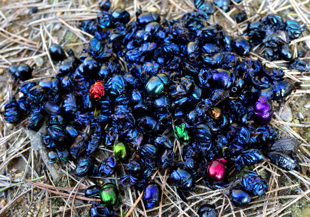 Bug。彩色甲虫特写。甲虫的背景图片下载