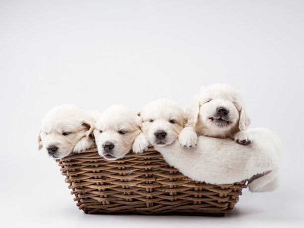 小狗在白色背景的篮子里。金毛猎犬在演播室图片下载