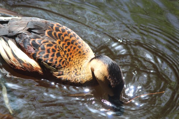 爪哇松鸡，平原松鸡是一种可以在南亚到东南亚找到的鸟，图片下载