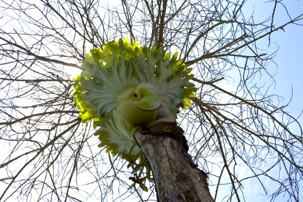 在枯枝和蓝天的背景下，长在枯树上的桔梗或鹿角植物图片下载