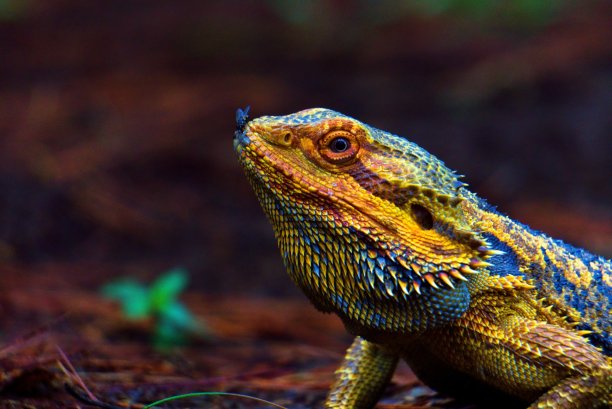 大胡子龙蜥蜴的特写照片图片下载