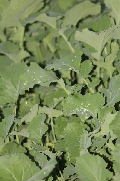 有水滴的芥菜绿叶照片。图片下载