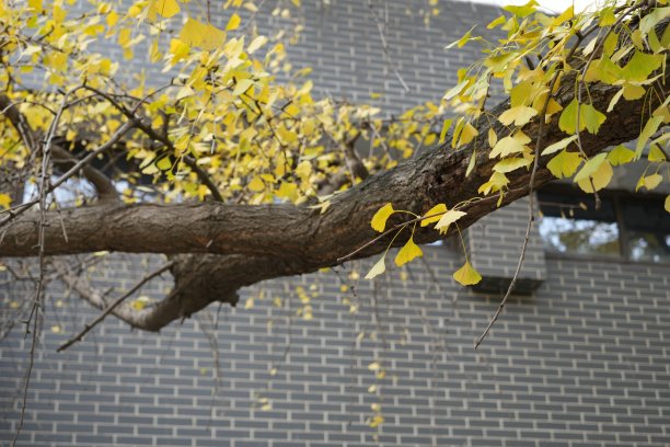 银杏的叶子图片下载