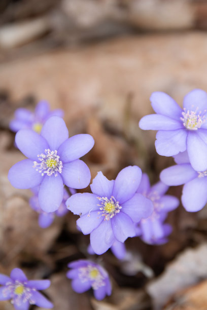 第一张蓝色雪花莲的照片图片下载