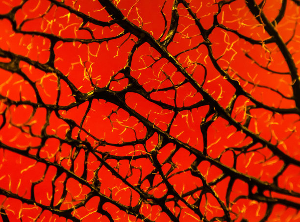 干海洋黑珊瑚在一个红色的背景。图片下载