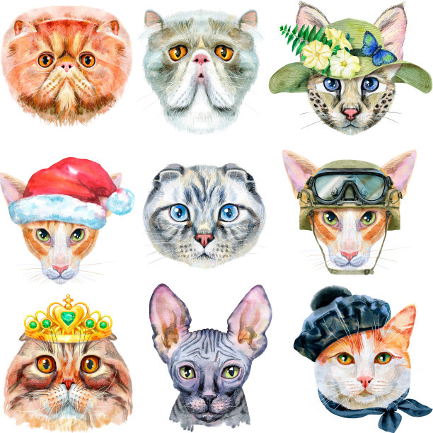 一套不同品种的猫的肖像和配件。水彩手绘插图图片下载