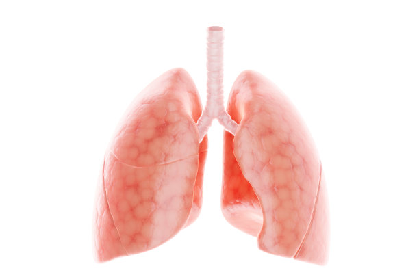 白色背景上的人肺，解剖图。健康护理、医学、生物学概念。3D渲染，3D插图，复制空间，照片写实。图片下载